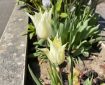 Creamy Tulips. Morning Meditation: Sariputra, it is because this concentration is unthinkable that it does not exist and is not apprehended. Nevertheless, not anyone is not a recipient of the unthinkable concentration, but all beings also are recipients of the unthinkable concentration Manjusri