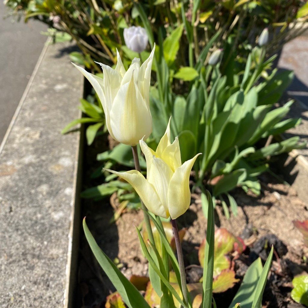 Creamy Tulips.