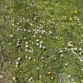 Flowers in the grass. The practice of wisdom involves seeing beyond the surface of experience to the underlying truths that govern existence. When we cultivate wisdom, we see that all things are impermanent, that suffering arises from attachment, and that there is no fixed, independent self