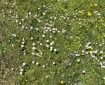 Flowers in the grass. The practice of wisdom involves seeing beyond the surface of experience to the underlying truths that govern existence. When we cultivate wisdom, we see that all things are impermanent, that suffering arises from attachment, and that there is no fixed, independent self