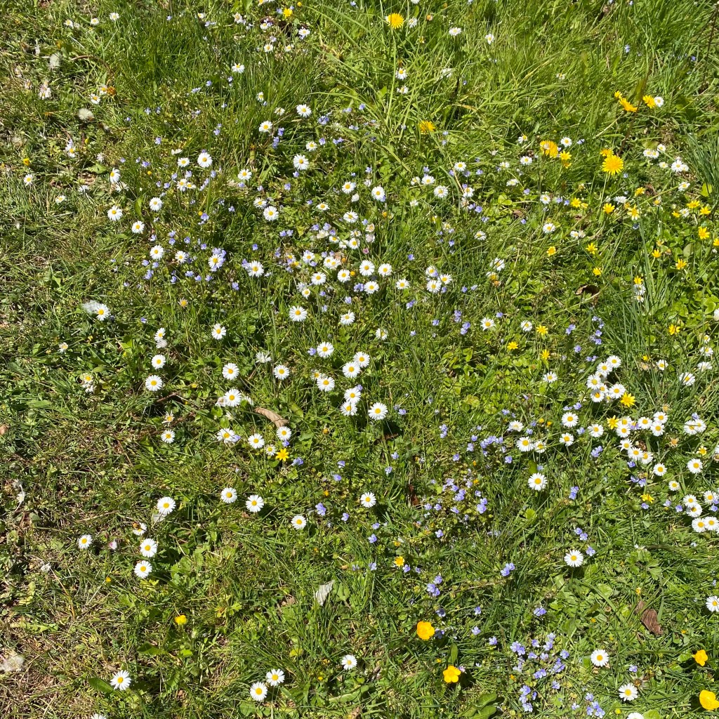 Flowers in the grass.