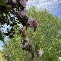 Mountain Laurel. Morning Meditation: You should know by yourself what is holy and what is ordinary, what is wrong and what is right — don’t be concerned with others’ judgments. Chan Master Fenyang