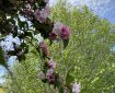 Mountain Laurel. Morning Meditation: You should know by yourself what is holy and what is ordinary, what is wrong and what is right — don’t be concerned with others’ judgments. Chan Master Fenyang