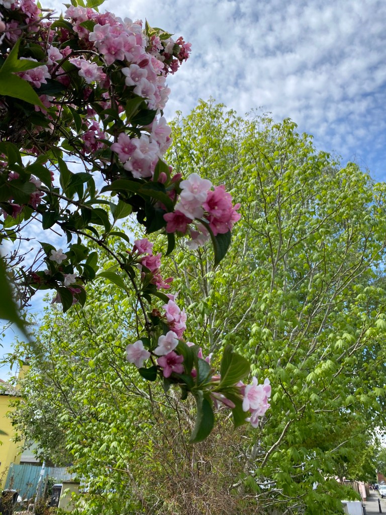 Mountain Laurel.