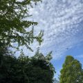 Viburnum opulus 'Roseum' seen against trees and puffy clouds. Don’t miss the seagull. Morning Meditation: None may consider himself the same a moment after. Chan Master Fenyang