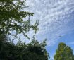 Viburnum opulus 'Roseum' seen against trees and puffy clouds. Don’t miss the seagull. Morning Meditation: None may consider himself the same a moment after. Chan Master Fenyang
