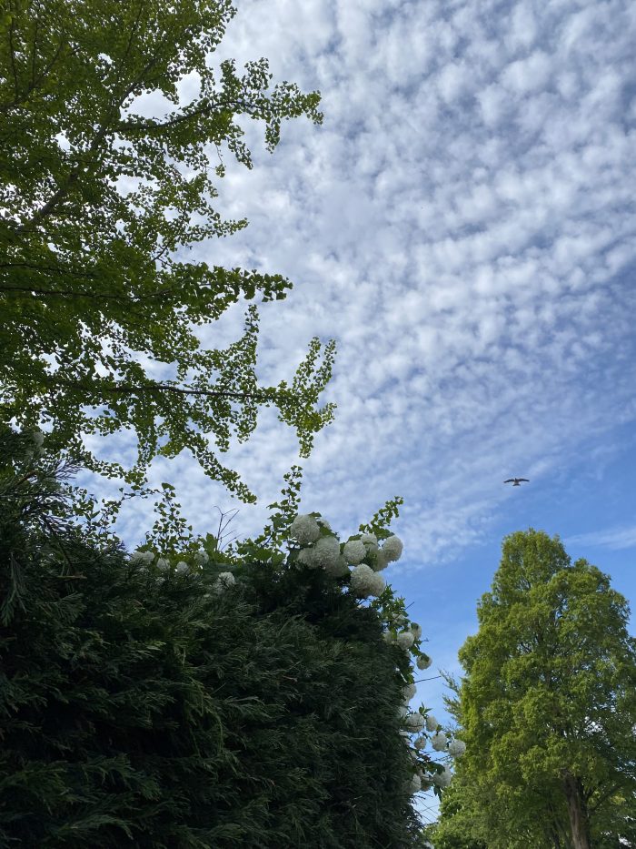 Viburnum opulus 'Roseum' seen against trees and puffy clouds.