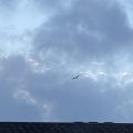 Seagull gliding under a grey sky. Morning Meditation: Worry is a thought habit. Counting the arising of it uses patience to overcome the worry. Try it next time — it works