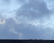 Seagull gliding under a grey sky. Morning Meditation: Worry is a thought habit. Counting the arising of it uses patience to overcome the worry. Try it next time — it works