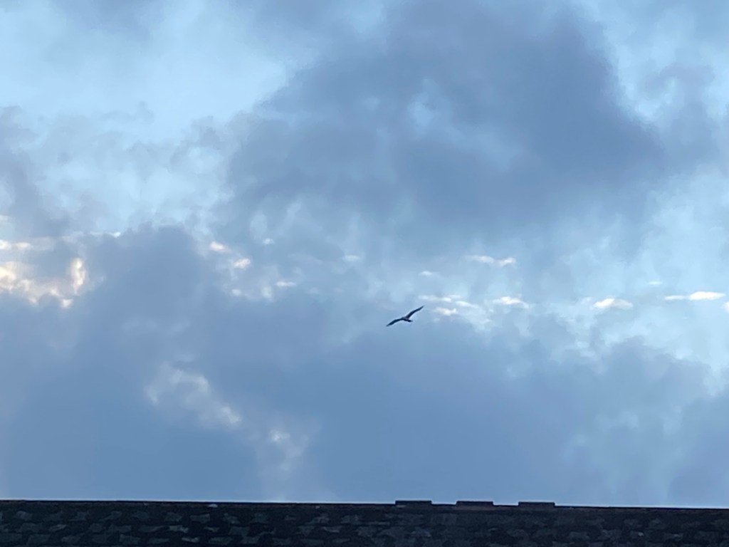 Seagull gliding under a grey sky.