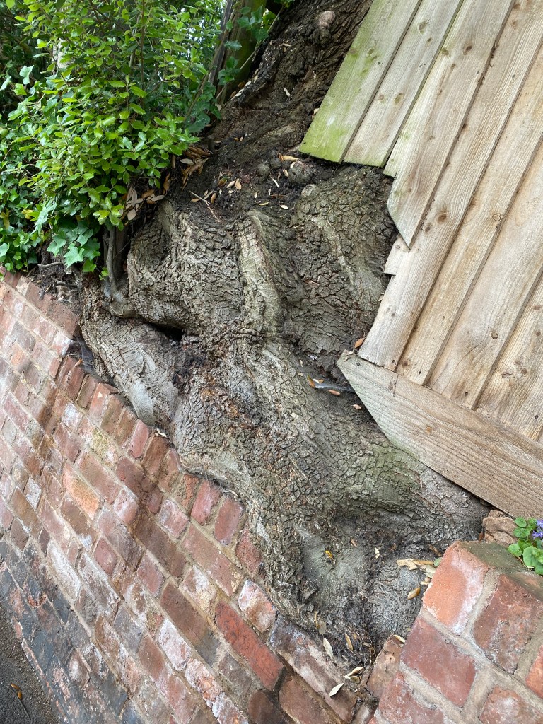 Roots of a tree.