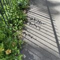 Railings and shadows. Morning Meditation: May all beings discover what brings them real happiness.