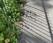 Railings and shadows. Morning Meditation: May all beings discover what brings them real happiness.