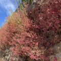 Rich red creeper hanging over the wall. Morning Meditation: Buddha saw life as a flowing procession of conditions, events and circumstances, with one thing leading to another without beginning or end — timeless and limitless. Diana St Ruth
