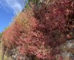 Rich red creeper hanging over the wall. Morning Meditation: Buddha saw life as a flowing procession of conditions, events and circumstances, with one thing leading to another without beginning or end — timeless and limitless. Diana St Ruth