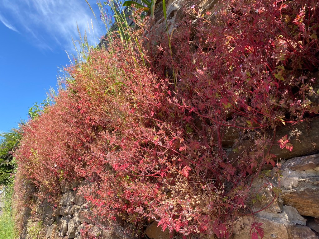 Rich red creeper hanging over the wall.