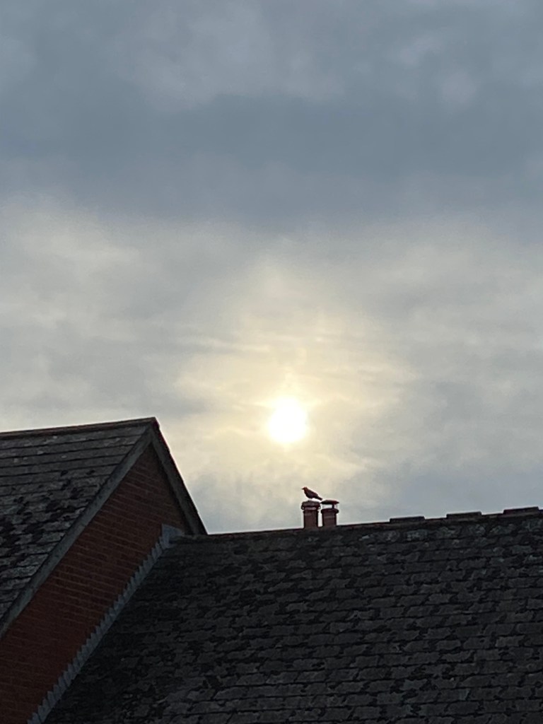 Seagull enjoying the sunset over Totnes.