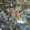 Sycamore Maple. Morning Meditation: If you wish to practice, you should study. Without proper study, how will you be able to reflect? Those who do not study and reflect Cannot cut through doubts and misconceptions during meditation. Chokgyur Lingpa With thanks to Lotsawa House.