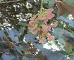 Sycamore Maple. Morning Meditation: If you wish to practice, you should study. Without proper study, how will you be able to reflect? Those who do not study and reflect Cannot cut through doubts and misconceptions during meditation. Chokgyur Lingpa With thanks to Lotsawa House.