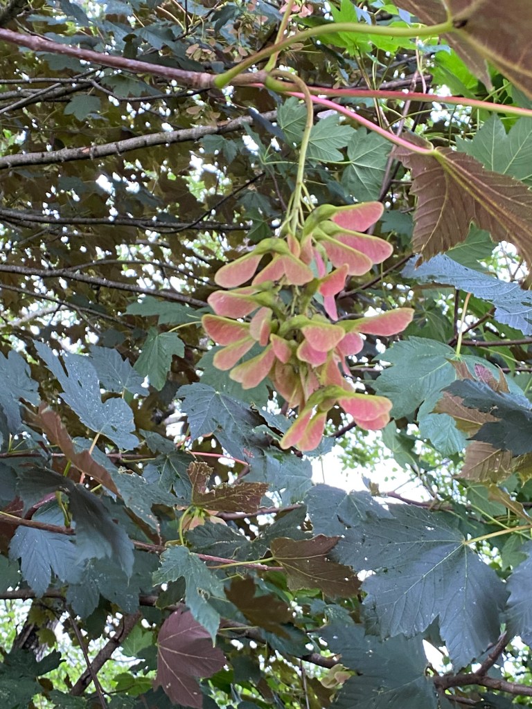 Sycamore Maple.