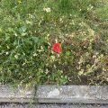 Poppy in the grass. Morning Meditation: This liberation is like wind, because it directs all sentient beings to omniscience. Avalokiteshvara, Flower Ornament Sutra