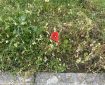 Poppy in the grass. Morning Meditation: This liberation is like wind, because it directs all sentient beings to omniscience. Avalokiteshvara, Flower Ornament Sutra