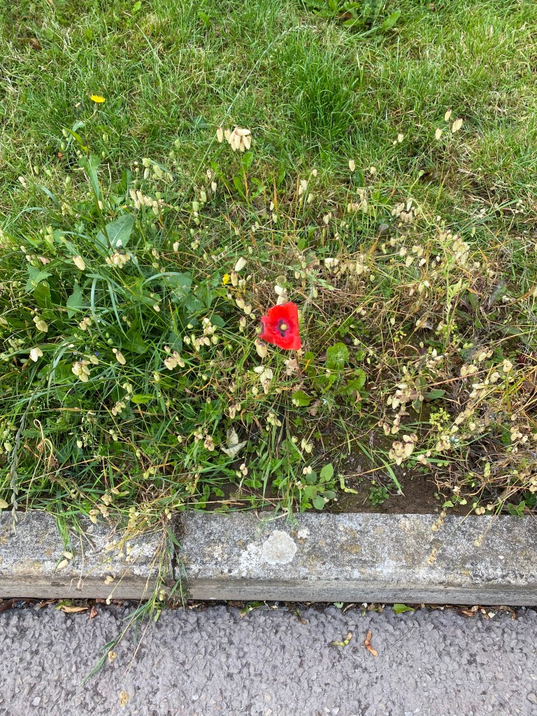 Poppy in the grass.