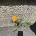 California Poppy with shadow of iPhone. Morning Medi: The error in these erroneous teachings that are generally held by the philosophers lies in this: they do not recognise that the objective world rises from the mind itself; they do not understand that the whole mind-system also arises from the mind itself. Buddha