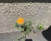 California Poppy with shadow of iPhone. Morning Medi: The error in these erroneous teachings that are generally held by the philosophers lies in this: they do not recognise that the objective world rises from the mind itself; they do not understand that the whole mind-system also arises from the mind itself. Buddha