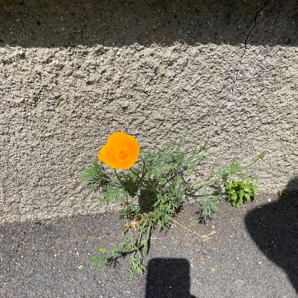California Poppy with shadow of iPhone.
