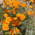 California Poppy. Morning Meditation: Q: How can the delusive thoughts of living beings be destroyed? A: In so far as one sees dilutive thoughts and their destruction, one will never leave the delusive thoughts. A Dialogue on the Contemplation-Extinguished.