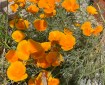 California Poppy. Morning Meditation: Q: How can the delusive thoughts of living beings be destroyed? A: In so far as one sees dilutive thoughts and their destruction, one will never leave the delusive thoughts. A Dialogue on the Contemplation-Extinguished.