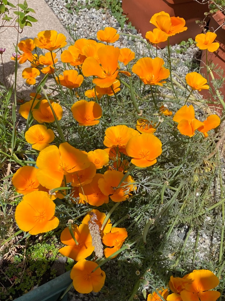 California Poppy.
