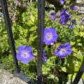 Violet and white ‘Rozanne’ Geranium. Violet and white ‘Rozanne’ Geranium. Morning Meditation: Holding the science of healing in the palm of your hand, You quell all illness. Great sages, You destroy all diseases—outer, inner, and other. Guru, may we be inseparable! Chokgyur Lingpa Lotsawa House