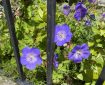 Violet and white ‘Rozanne’ Geranium. Violet and white ‘Rozanne’ Geranium. Morning Meditation: Holding the science of healing in the palm of your hand, You quell all illness. Great sages, You destroy all diseases—outer, inner, and other. Guru, may we be inseparable! Chokgyur Lingpa Lotsawa House