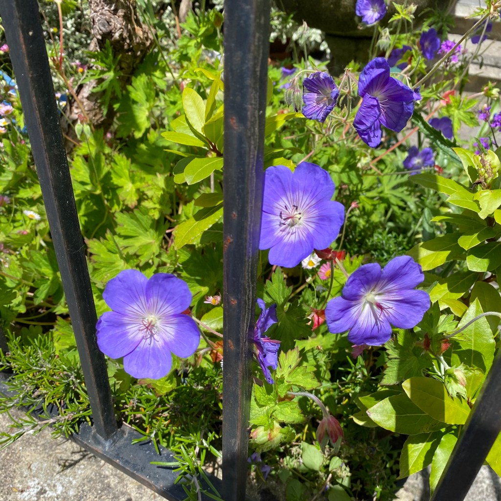Violet and white ‘Rozanne’ Geranium.