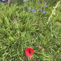 Cornflowers and a poppy growing in the grass. Morning Meditation: Becoming and Nirvana— neither of these is existent; the complete understanding of becoming may be called Nirvana. Nagarjuna
