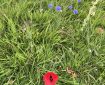Cornflowers and a poppy growing in the grass. Morning Meditation: Becoming and Nirvana— neither of these is existent; the complete understanding of becoming may be called Nirvana. Nagarjuna
