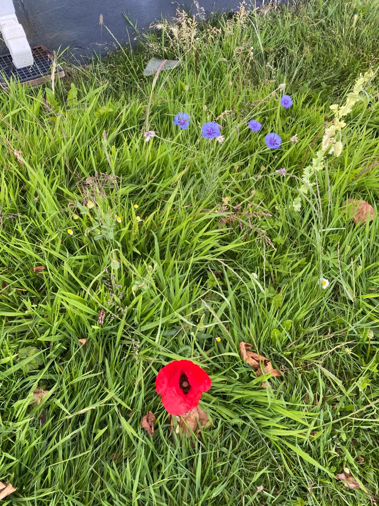 Cornflowers and a poppy growing in the grass.