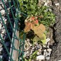 Young maple tree. Morning Meditation: Buddha is someone who finds freedom in good fortune and bad. Bodhidharma