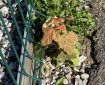 Young maple tree. Morning Meditation: Buddha is someone who finds freedom in good fortune and bad. Bodhidharma