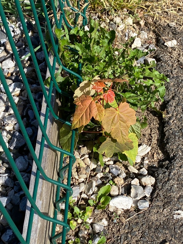 Young maple tree.
