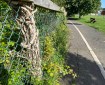 Totnes path. Morning Meditation: There is nothing more unskilful than hatred. Shantideva