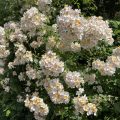 Multiflora Rose. Morning Meditation: Q: How do we get rid of self. Chime Rinpoche: You never had one in the first place.