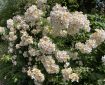 Multiflora Rose. Morning Meditation: Q: How do we get rid of self. Chime Rinpoche: You never had one in the first place.