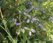 Probably Veronicastrum. Morning meditation: Whatever is impermanent is suffering; whatever is suffering is not-self. Chan Master Fenyang