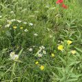 Flowers in the grass. Morning Meditation: I hear it spoken, my mind does not arise — This is gossip. It stops at me. Chan Master Fenyang