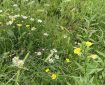Flowers in the grass. Morning Meditation: I hear it spoken, my mind does not arise — This is gossip. It stops at me. Chan Master Fenyang