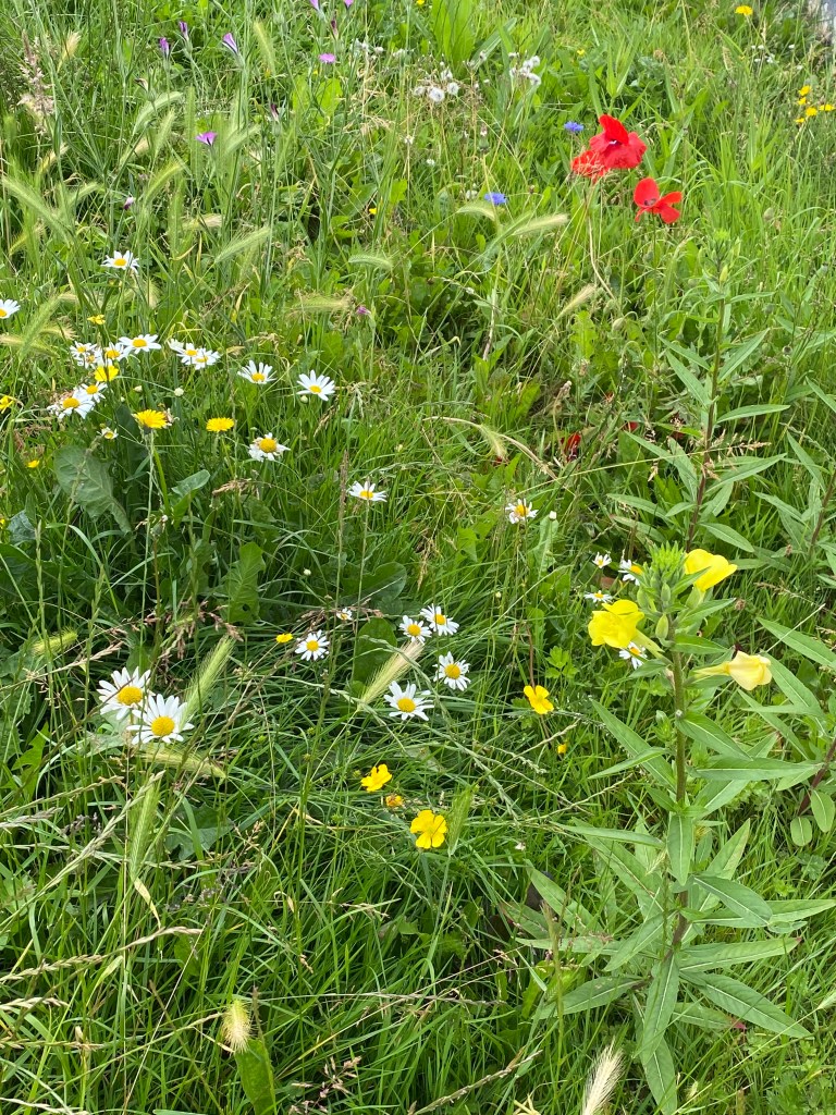 Flowers in the grass.