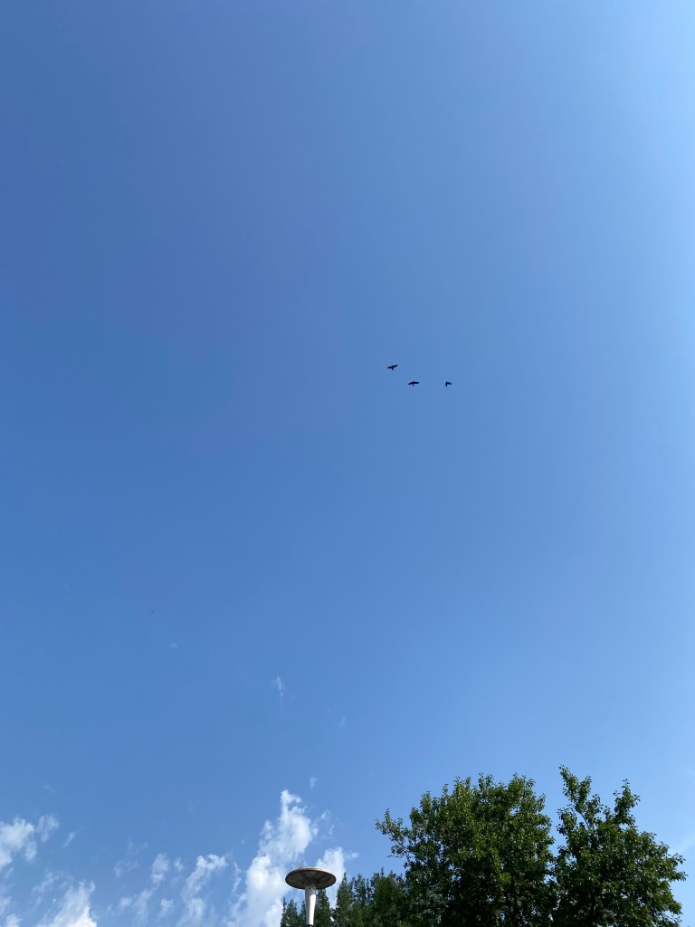Three birds flying over Morrisons, Totnes.